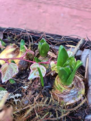 New bulbs sprouting.