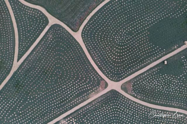 The stunning aerial shot of Dion's Wood. The white dots are actually plastic coatings protecting each new tree planted by volunteers.