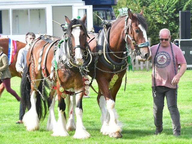 Heavy Horse Parade in the Main Ring