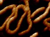 One of the 'dancing DNA' images