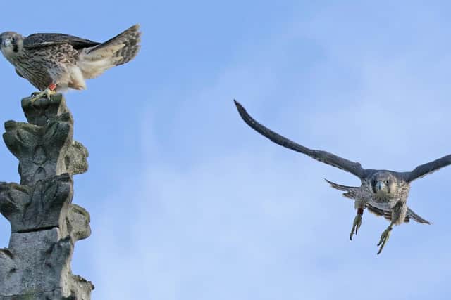 Two more peregrine falcons at St James's Church, including one in full flight.