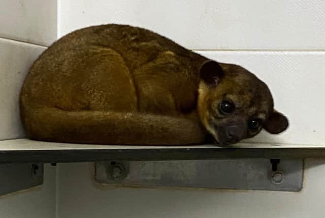 One of the kinkajous.