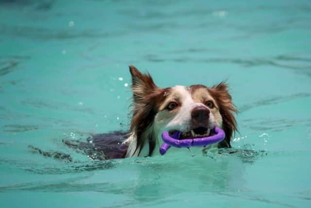 New pet hydrotherapy centre plans. Photo: Soggy Dogz