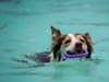 Pet hydrotherapy business aims to make a splash in North Hykeham after plans approved