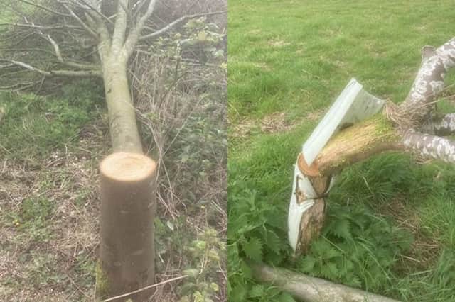 Two of the trees damaged at Witham Way Country Park in Boston this week.