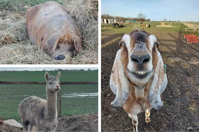 Some of the animals down on the community care farm at Gipsey Bridge.