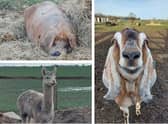 Some of the animals down on the community care farm at Gipsey Bridge.