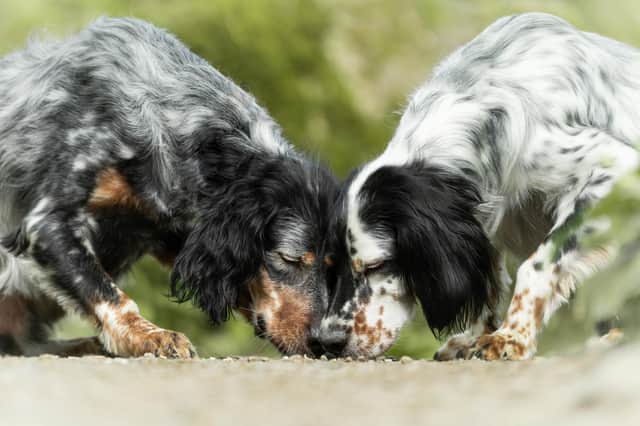 English Setters by Kirsty Bevan©.