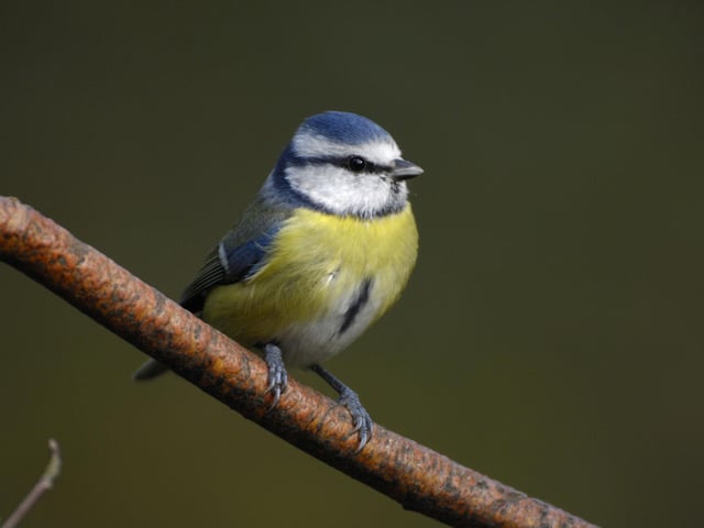 Blue tit numbers have increased. Photo: Ray Kennedy (rspb-images.com)