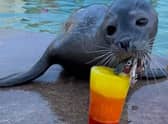 Cheers! a seal at Skergness Natureland celebrating the arrival of 2023 with a mackerel mocktail.