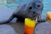 Cheers! a seal at Skergness Natureland celebrating the arrival of 2023 with a mackerel mocktail.