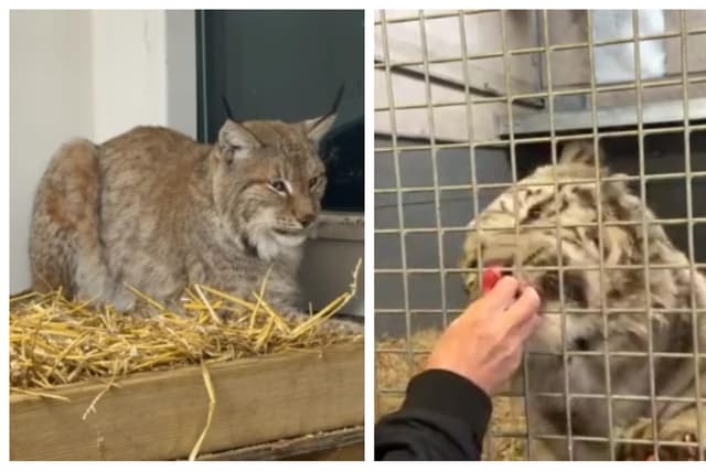 Sehen Sie, wie der weiße Tiger Aleks seine Mahlzeit im Lincolnshire ...