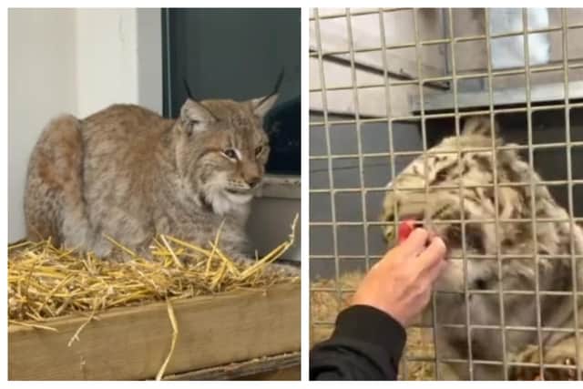 Sanctuary at last - Luther the lynx and Aleks the white tiger settling into Lincolnshire Wildlife Park.