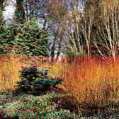 Step into a winter wonderland with an exclusive trip to Bressingham Gardens with Adrian Bloom
