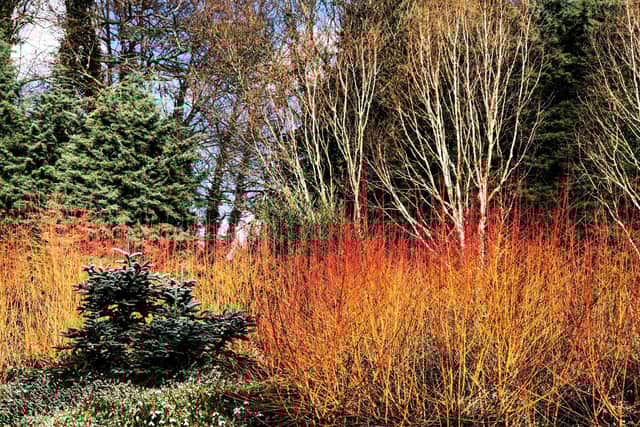 Step into a winter wonderland with an exclusive trip to Bressingham Gardens with Adrian Bloom