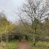 Section of footpath at Millennium Green