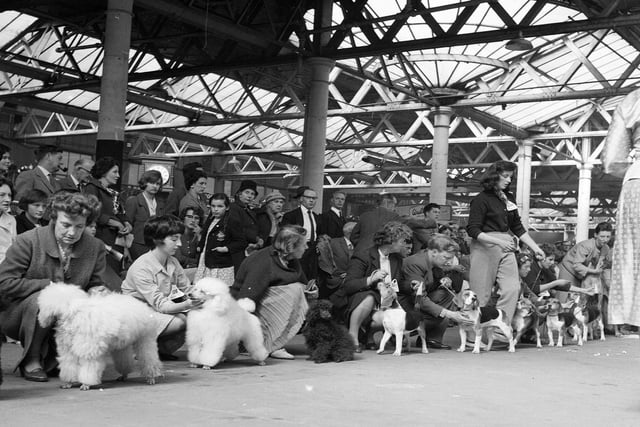 Some of the competitors at the 1963 Caledonian Canine Society Dog Show.