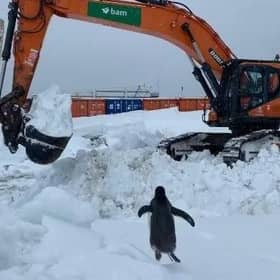 Collin the penguin rushes towards the excavator he fell in love with. (PHOTO BY: BAM Nuttall)