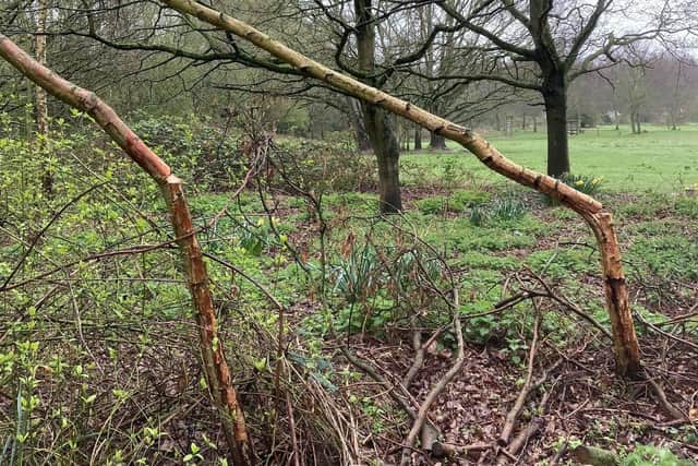 Two damaged silver birch trees.