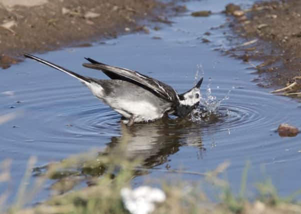 Splish splash, I was taking a bath...Stewart Robertson captured this fabulous snap of a pied wagtail cooling off in the heat.