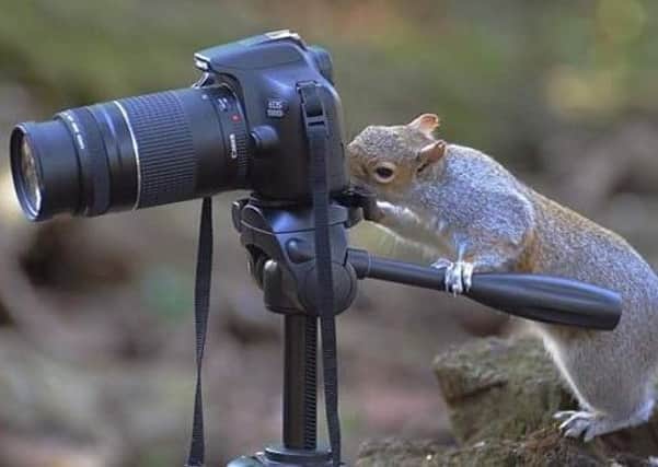 Lights, camera, action!...this inquisitive squirrel decided to take a turn behind the camera. An incredible shot captured by Mandy Pickering.