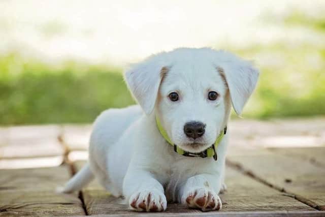 is you pooch out of control?