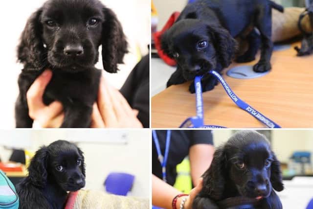 Pictured is Nottinghamshire police's latest recruit Percy the Spinger Spaniel who is training to become a sniffer dog.