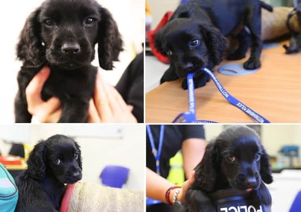 Pictured is Nottinghamshire police's latest recruit Percy the Spinger Spaniel who is training to become a sniffer dog.
