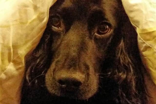 Roundhay vet helps pets sparkle on Bonfire Night
White Cross Vets advising pet owners on how to protect petrified pets as Bonfire Night approaches WCV069 Lenny hiding from fireworks
