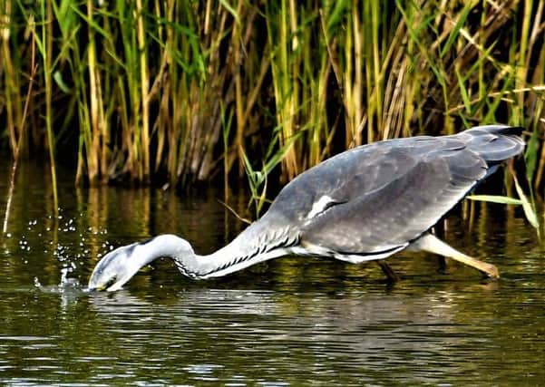 Allan Hickman captured this brilliant action shot of a heron in the process of catching lunch.