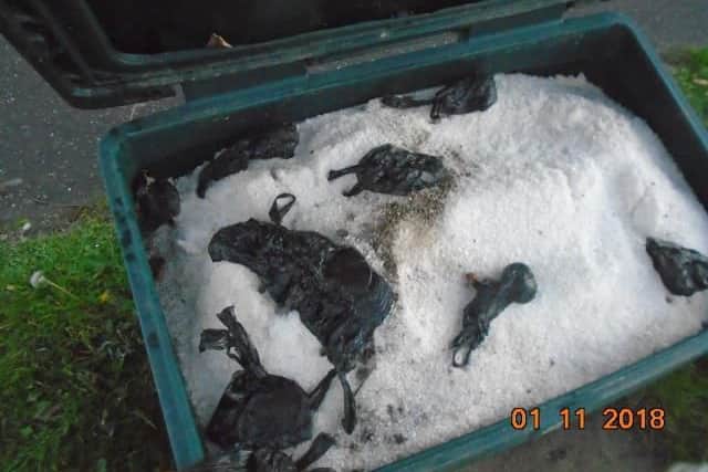 Dog poo found in a grit bin.