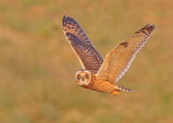 Andy Gregory captured this magnificent close-up of a short-eared owl.
