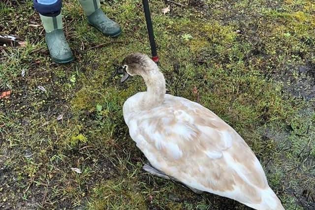 The swan which starved to death
