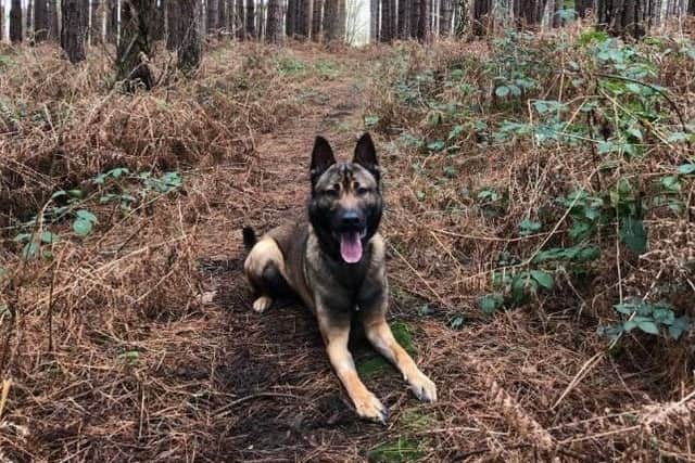 Pictured is one of Nottinghamshire police's latest recruits - police dog PD Rambo - who has joined the team from Holland.