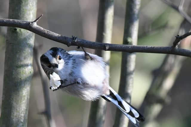 Do you know what this cute little acrobat is called?