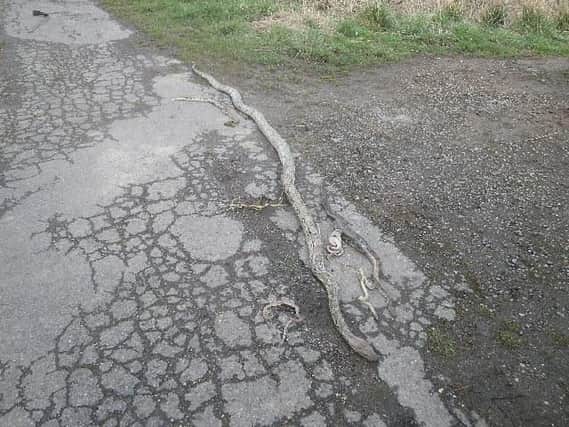 Seven dead snakes were found dumped at the side of a road in Lincolnshire