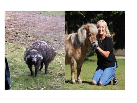 Left, a Raccoon dog. Right: Mandy Marsh, 53, with pet pony Peaches.