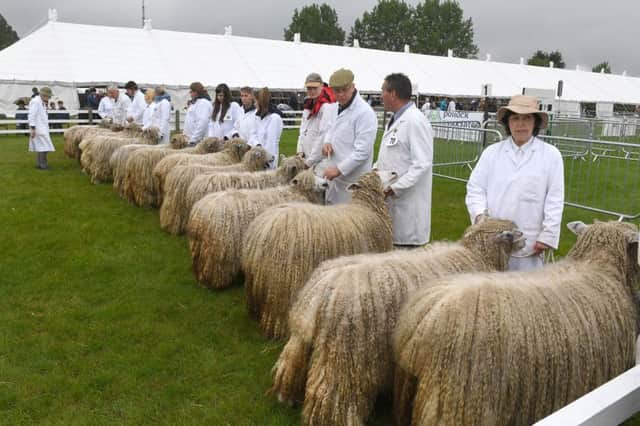 Lincolnshire Show. Lincoln Longwool judging