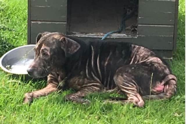 The dog was found in Whitwell