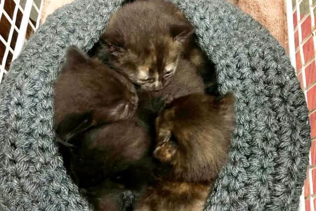 The kittens have made a full recovery