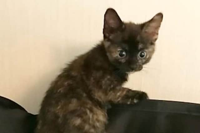 The kittens were too young to be away from their mum, the RSPCA said.