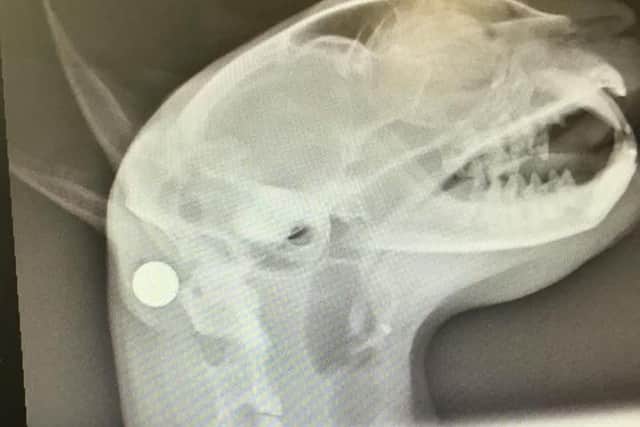 An x-ray of Toby's head.