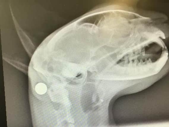 An x-ray of Toby's head.