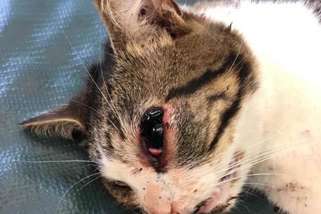 Toby has been left with a swollen eye.