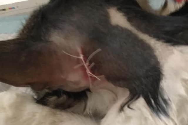 Vets pulled the ball-like bullet out of Toby's head.