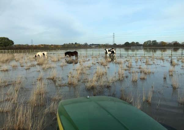 Horses at risk after floods