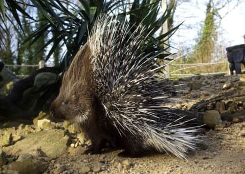 Kerplunk the six-month-old female North African Crested Porcupine at the Butterfly House