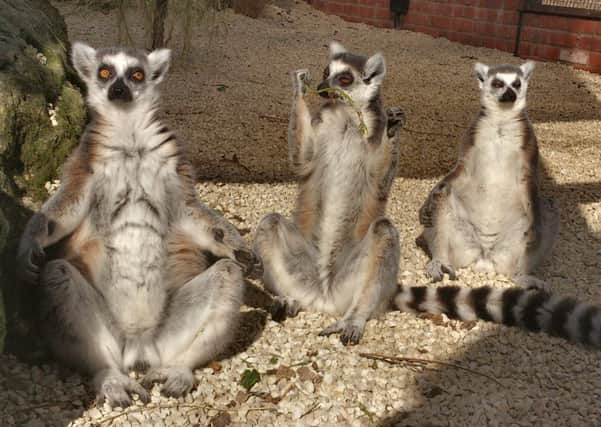 Three of the group of ten ring-tailed lemurs sunbathing at the Tropical Butterfly House, Wildlife and Falconry Centre