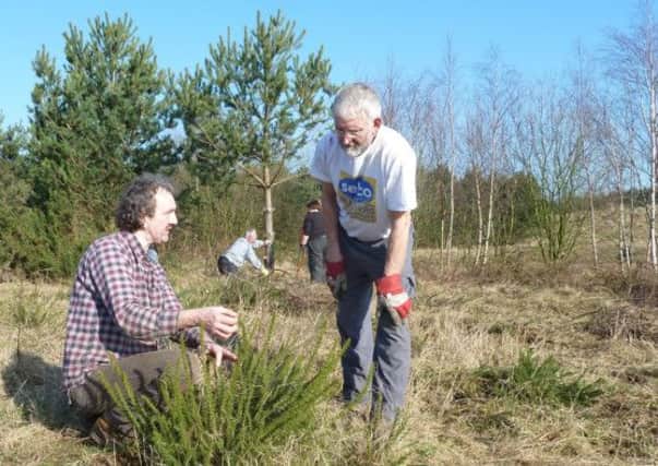 Lee Scudder from Notts County Council and volunteer Reg Simpson examine Dwarf Gorse at Manton Pit Wood