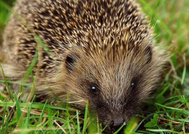 Discover more about hedgehogs at Idle Valley Nature Reserve on Thursday 30th May